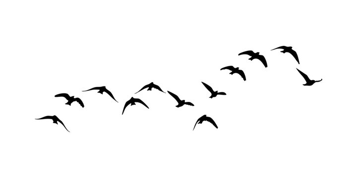 flock of  flying birds, Flock of Birds in Flight Black Silhouette Vector Style Flock of Birds in Silhouette Isolated