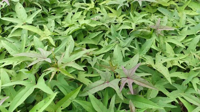 Fresh green cassava leaves with red stems in the garden