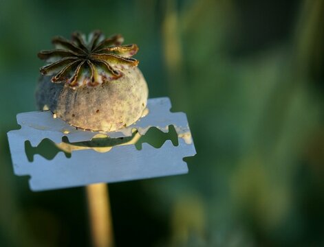 Young poppy heads are interesting for junkies, who are cutting them by razors and collecting poppy liquids to get opium based substances. (Which is illegal in most countries) .
