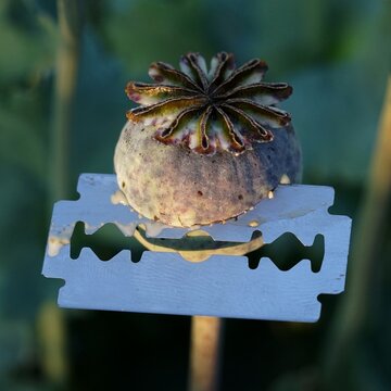 Young poppy heads are interesting for junkies, who are cutting them by razors and collecting poppy liquids to get opium based substances. (Which is illegal in most countries) .