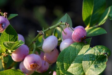 Close up of very delicious varieties of pink blueberries in the summer garden © Tadeas_H
