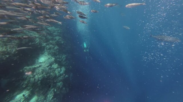 Underwater view of shoal of sardine fish swimming in sea, 4k