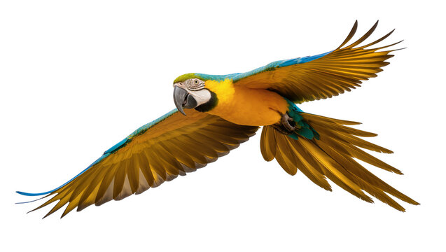 Blue and yellow macaw parrot in flight, isolated on transparent background