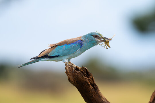A European Roller perched on a branch with a grasshopper in its bill, Kruger Park. 