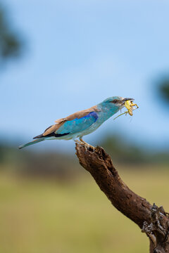 A European Roller perched on a branch with a grasshopper in its bill, Kruger Park. 