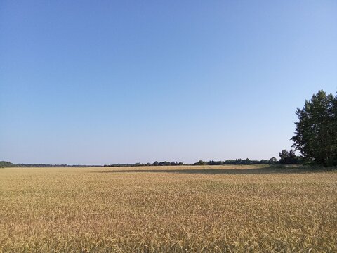 Vast Golden Wheat Field Under Clear Blue Sky Horizon Landscape