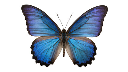 Vibrant blue morpho butterfly with intricate wing patterns, isolated on transparent background © Panciuc
