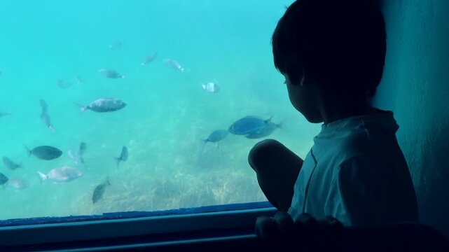 Young silhouetted boy watching with curiosity schools of fish swimming underwater from the porthole of a glass bottom boat during a summer vacation excursion at sea with his family