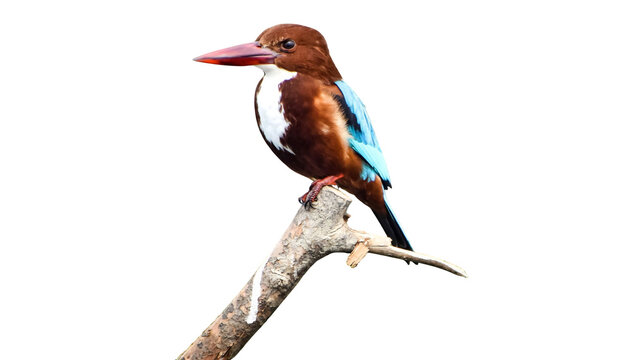 White-throated kingfisher perched on a wooden branch isolated on white background with wildlife phot