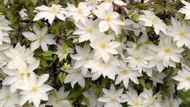 A beautiful, close-up top view of full-bloom white clematis flowers with contrasting yellow stamen centers, creating a dense and elegant natural floral pattern.
