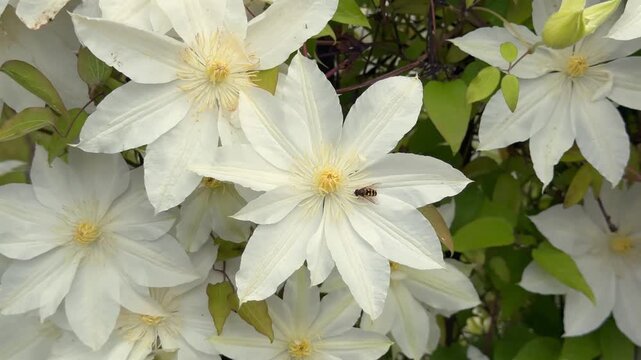A beautiful, close-up top view of full-bloom white clematis flowers with contrasting yellow stamen centers, creating a dense and elegant natural floral pattern.