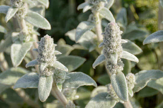 Close up of Stachys byzantina plants, known as lamb&acute;s ear 