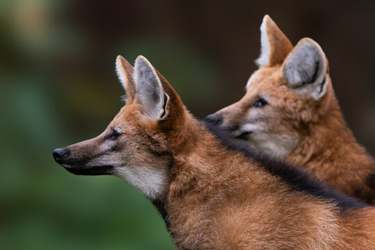 Two maned wolves in profile against a blurred background.