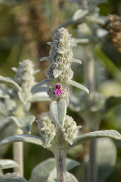 Close up of Stachys byzantina plants, known as lamb&acute;s ear 
