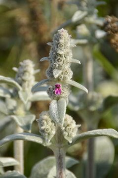 Close up of Stachys byzantina plants, known as lamb&acute;s ear 