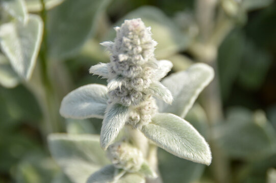 Close up of Stachys byzantina plants, known as lamb&acute;s ear 