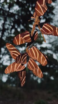 grupo de mariposas sobre una rama