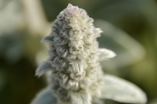 Close up of Stachys byzantina plants, known as lamb&acute;s ear 