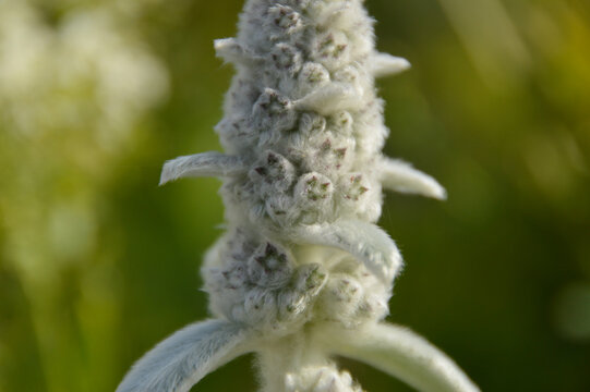 Close up of Stachys byzantina plants, known as lamb&acute;s ear 