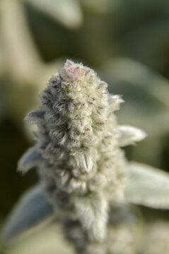 Close up of Stachys byzantina plants, known as lamb&acute;s ear 