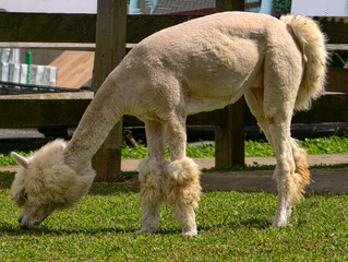 Fototapeta premium Full body shot of a fluffy alpaca eating grass in a sunny outdoor environment