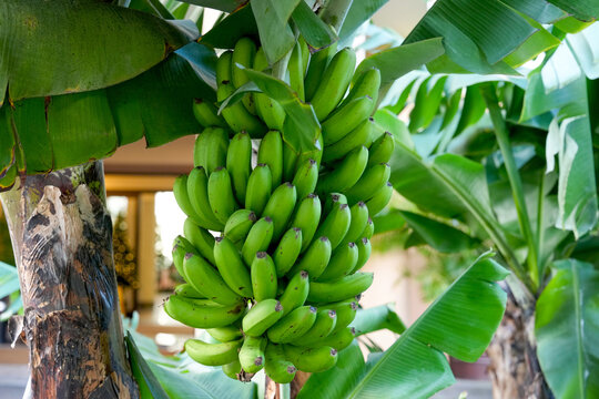 European banana plants ripening on Madeira