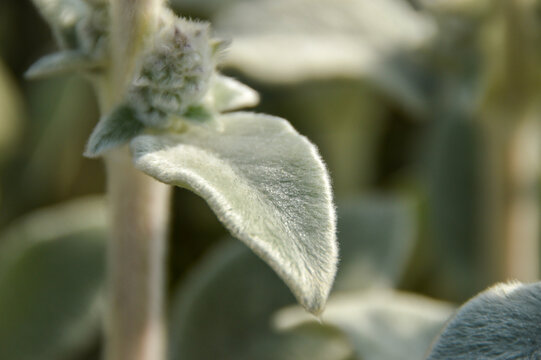 Close up of Stachys byzantina plants, known as lamb&acute;s ear 