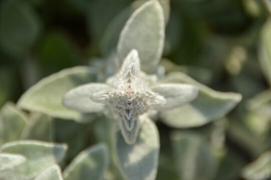 Close up of Stachys byzantina plants, known as lamb&acute;s ear 