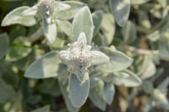 Close up of Stachys byzantina plants, known as lamb&acute;s ear 