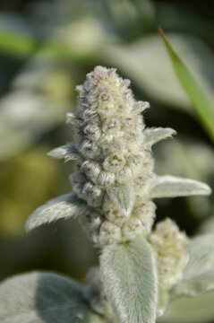 Close up of Stachys byzantina plants, known as lamb&acute;s ear 