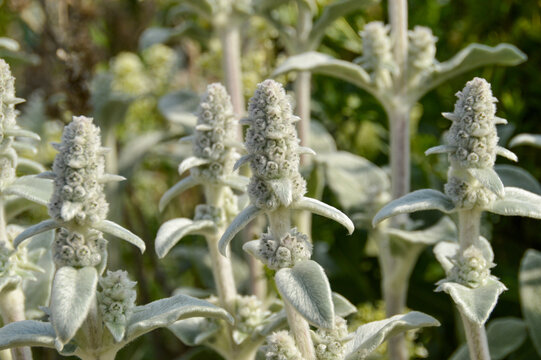 Close up of Stachys byzantina plants, known as lamb&acute;s ear 
