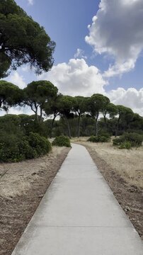 Walking along a concrete path in Algaida Pine Forest in Sanl&uacute;car de Barrameda