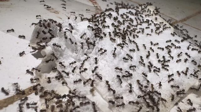 Extreme close up of a massive black ant swarm devouring a piece of tissue on a dirty floor
