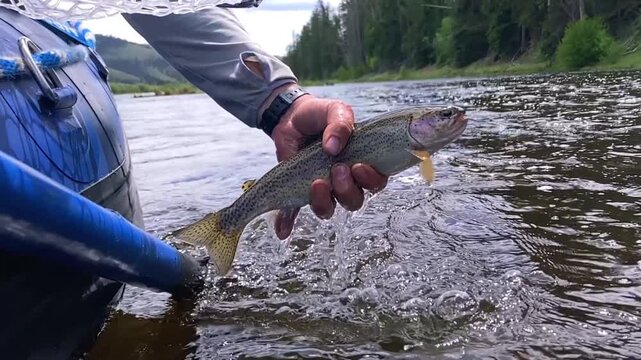 Close-up POV of an angler gently lifting a rainbow trout out of a clear river beside an inflatable raft. Slow motion emphasizes water dripping and running off of the trout as it is lifted out.