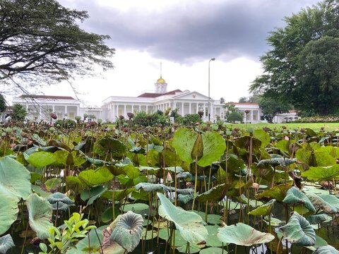 BOGOR, INDONESIA - MAY 12, 2025: The historic Bogor Presidential Palace building stands majestic behind a large pond filled with green lotus leaves under a cloudy sky in West Java.