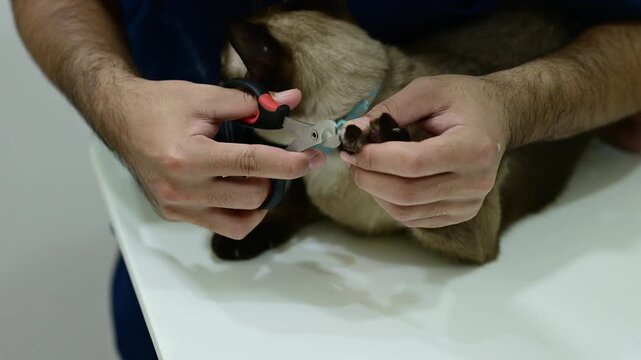 Cropped shot view of Veterinary using a nail clipper for trim cat's nails. Trimming a cat's claws every two to three weeks is an important part of maintaining your pet's health.