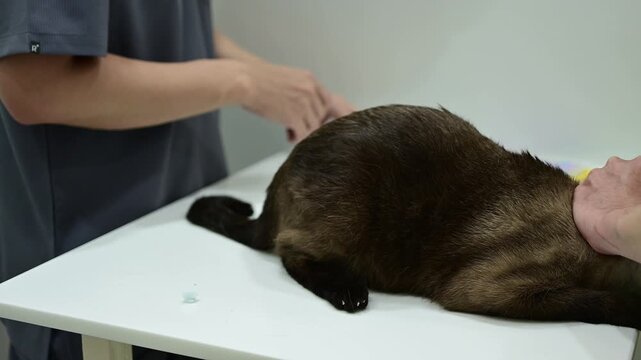 Footage of doctor giving a shot of vaccine injection to a Siamese cat. All cats need a few basic vaccines to stay healthy and prevent some serious diseases.