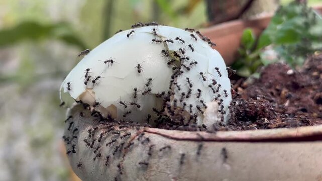 Macro shot of black ants swarming on a cracked eggshell used as organic compost in a garden pot