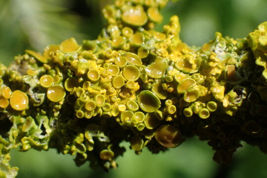Vibrant Yellow-Green Lichen Thriving on Branch