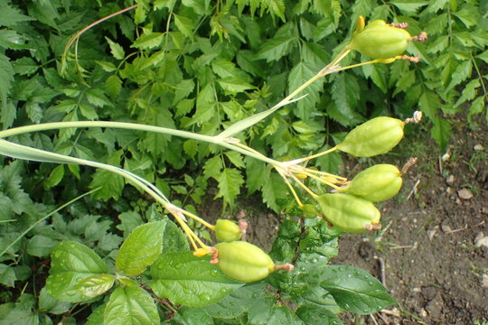 Vibrant Iris Domestica Green Seed Pods