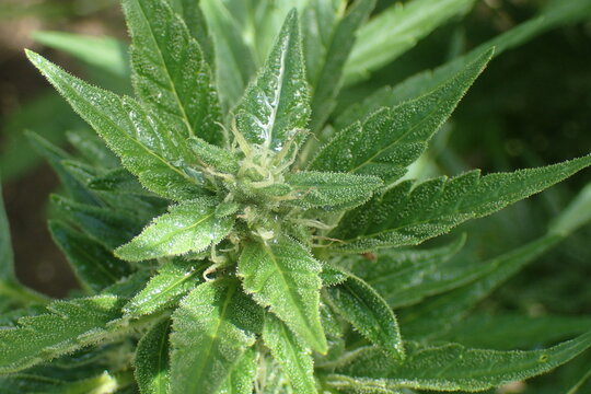 Macro shot Healthy Cannabis flower glistening trichomes