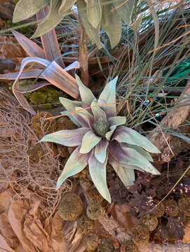 Green Purple Succulent Botanical Arrangement Details