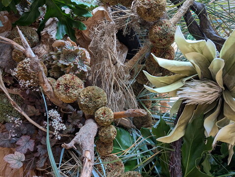 Organic Botanical Display with Succulents and Moss
