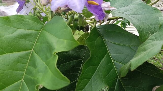 Close-up of pale purple Solanum flowers blooming among large lobed green leaves in a tropical garden.Giant Potato Tree (Solanum wrightii / Solanum macranthum). The star-shaped blossoms with bright yel