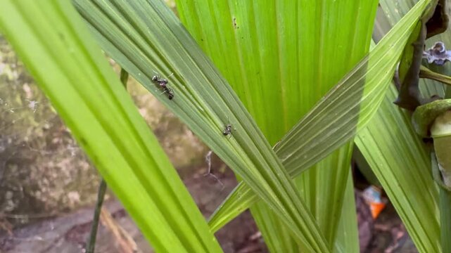 Macro shot of black ants crawling on a long vibrant green leaf in a lush tropical garden