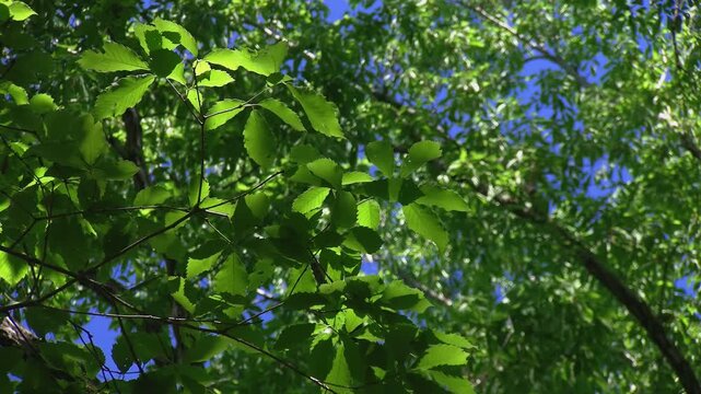 Close up of fresh green leaves rustling in breeze with dappled sunlight filtering through, forest canopy, 4K
