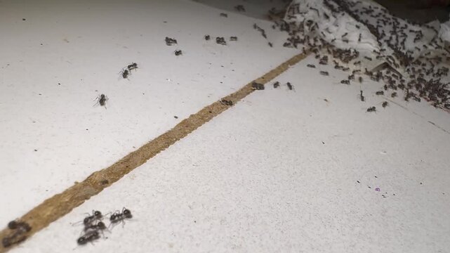 Macro shot of black ants crossing a dirty diagonal grout line towards a massive tissue swarm on a tiled floor