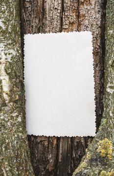 Vintage empty paper on the old wooden bark texture of the tree