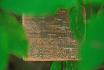 Rustic old wooden empty board on tree offers empty copyspace © darkbird