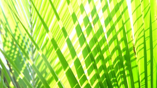 Bright Sunlight Shining Through Coconut Palm Leaves on a Beautiful Day